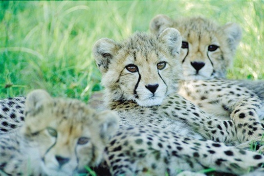 Photo de safari Afrique du Sud