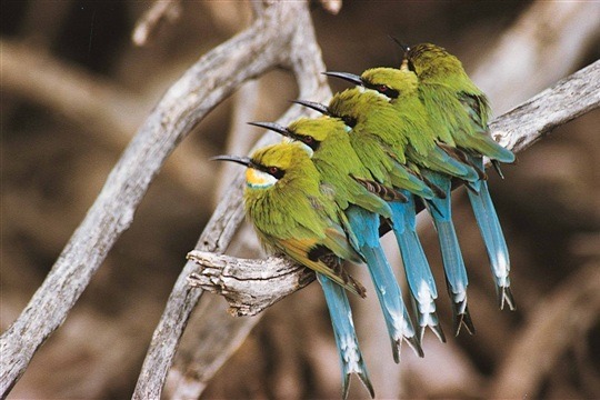 Photo d'oiseaux en Afrique du Sud