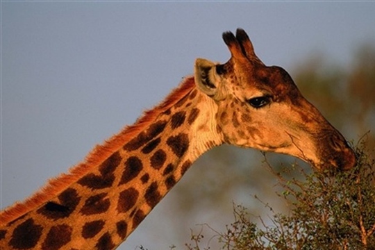 Photo d'une girafe au Parc Kruger