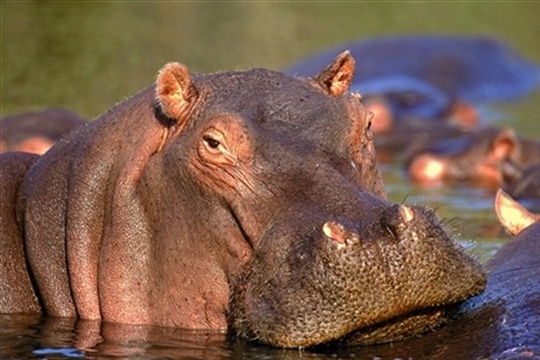 Photo d'hippopotame (Kruger Park)