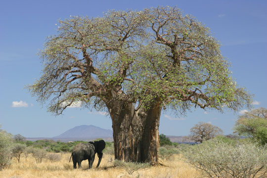 Photo d'un éléphant au Botswana