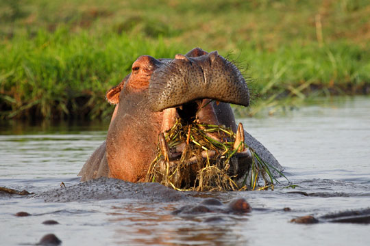 Photo d'un hippopotame au Botswana