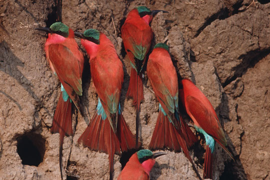 Photo d'oiseaux au Botswana