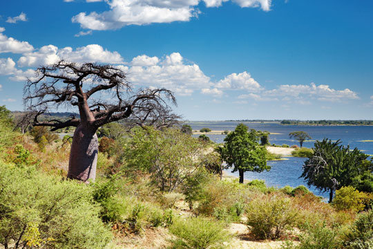 Safari photo Botswana