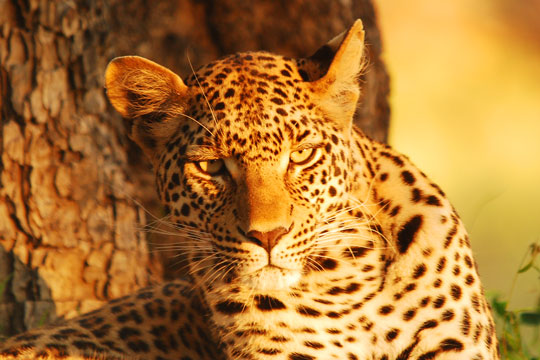Photo de léopard - Okavango