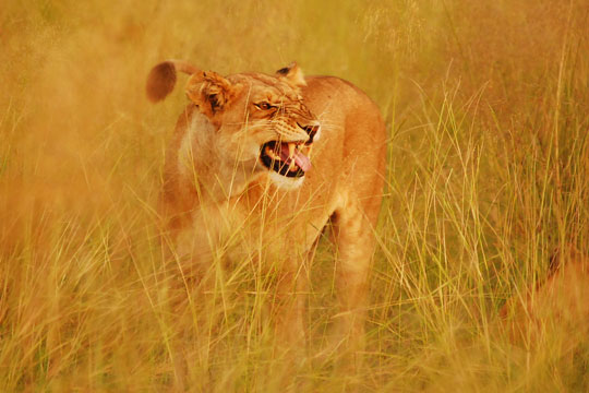 Photo d'une lionne - Okavango