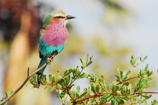 Photo d'oiseau - Okavango
