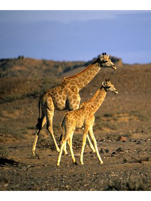 Safari Namibie Luxe
