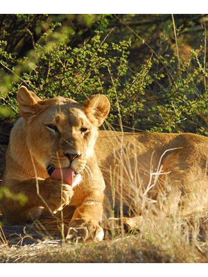 Safari Afrique du Sud Luxe