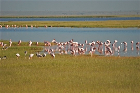 Safari photo Amboseli