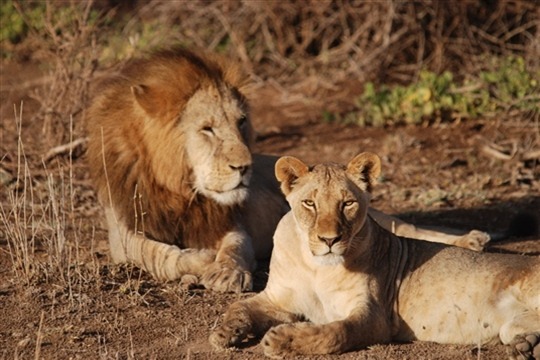 Photo de safari Amboseli