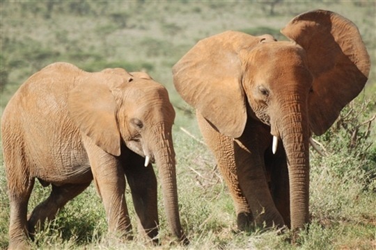 Photo de safari Samburu et Buffalo Springs