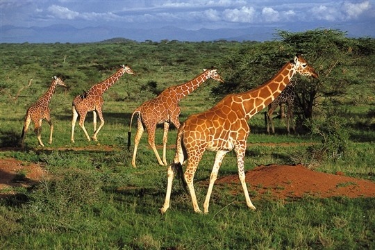 Photo de girafe au Kenya