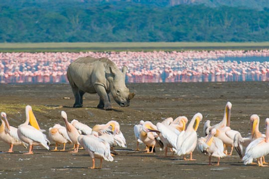 Photo de safari Lac Nakuru