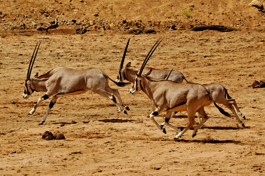 Safari photo Samburu et Buffalo Springs