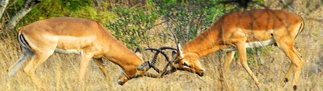 Safari Afrique du Sud luxe