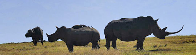 Safari Amboseli luxe