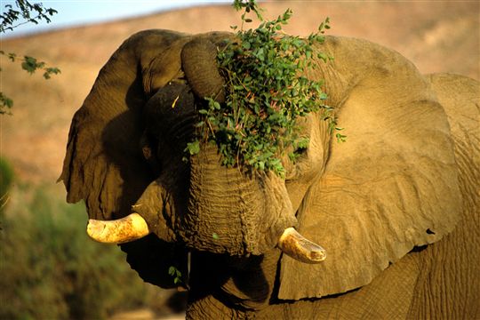 Photo de safari Damaraland