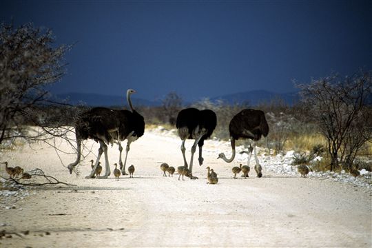 Photo de safari Etosha