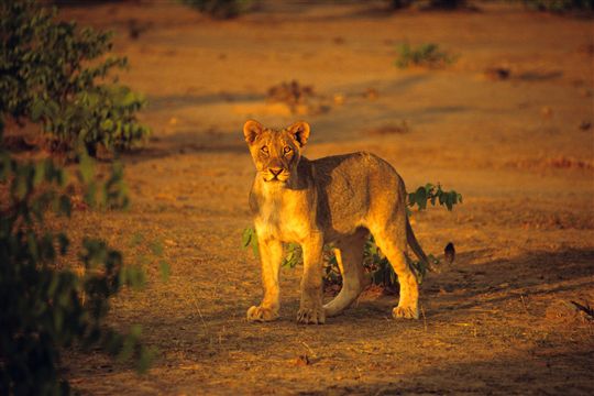 Photo d'un lion - Etosha