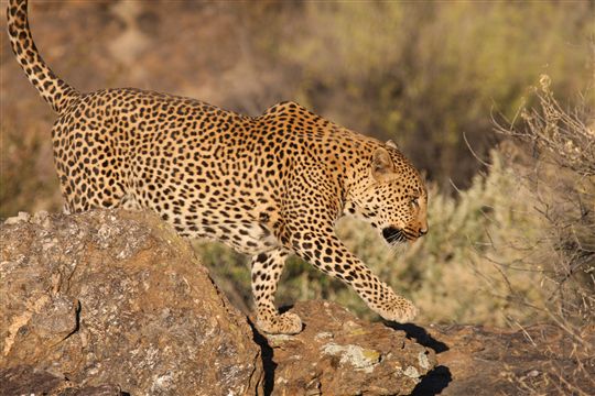 Photo de safari Namibie