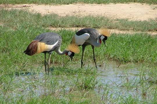 Photo d'oiseaux du Lac Manyara