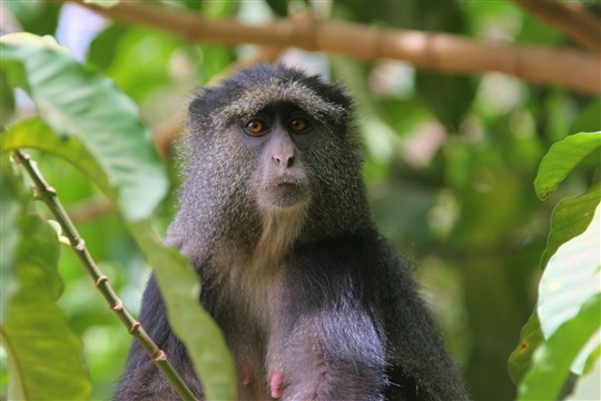 Safari photo Lac Manyara