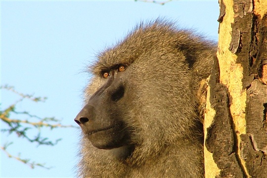 Photo de babouin du Serengeti