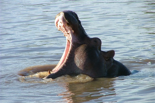 Photo d'hippopotame du Serengeti
