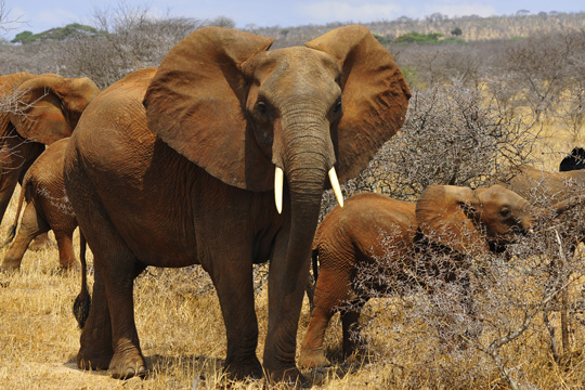 Photo de safari Tarangire