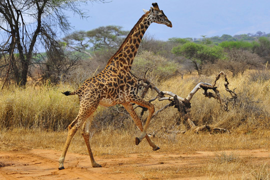 Safari photo Tarangire